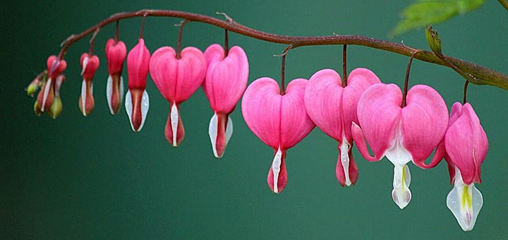 Photo de fleurs Coeurs de Marie