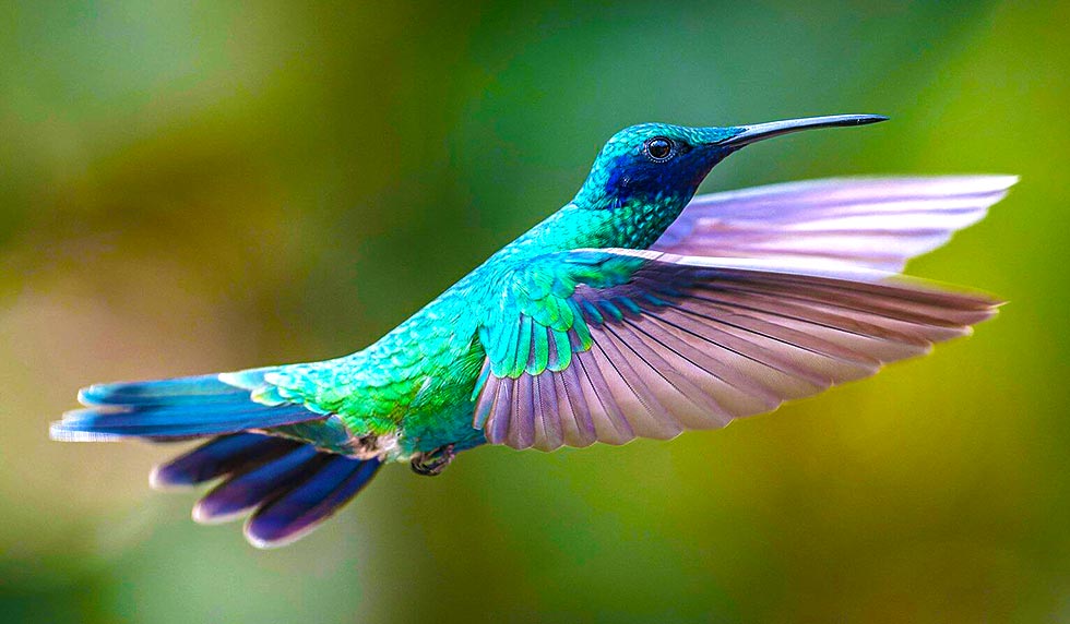 a bird flying in the air